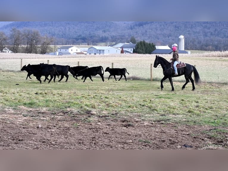 Friesian horses Gelding 11 years 16 hh Black in Howard