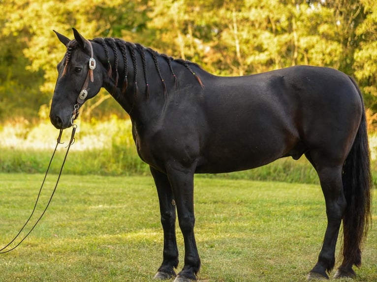 Friesian horses Mix Gelding 11 years 16 hh Black in Strasburg, OH