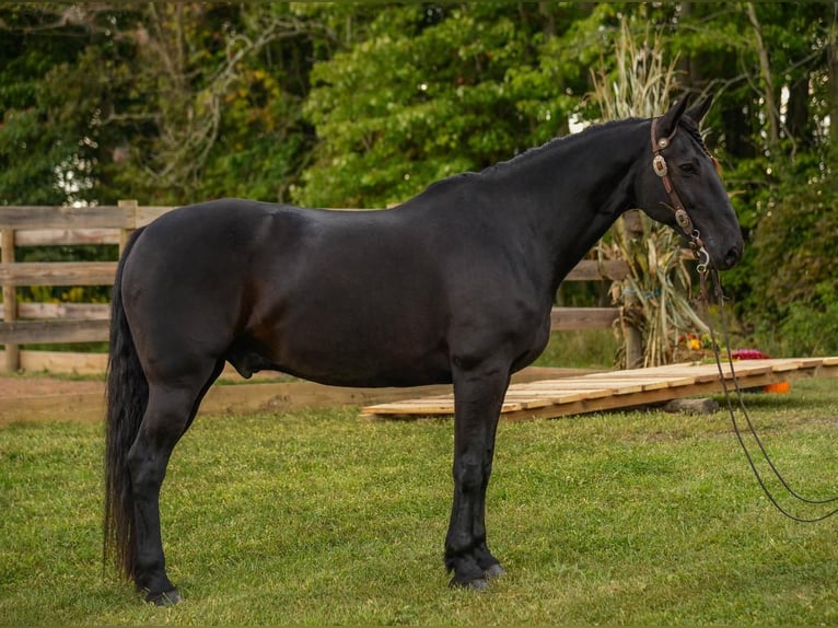 Friesian horses Mix Gelding 11 years 16 hh Black in Strasburg, OH