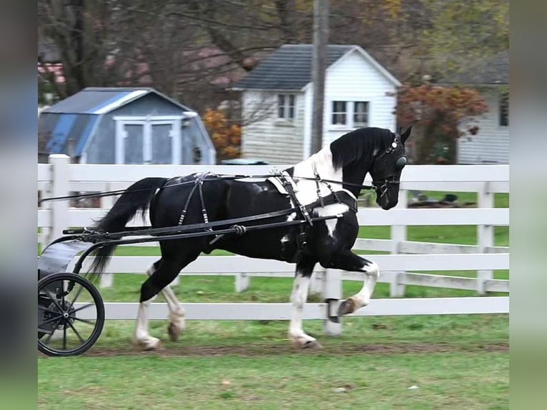 Friesian horses Gelding 11 years 16 hh Tobiano-all-colors in Sturgis MI
