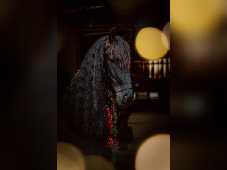 Friesian horses Gelding 11 years 16,1 hh Black in CottbusCottbus