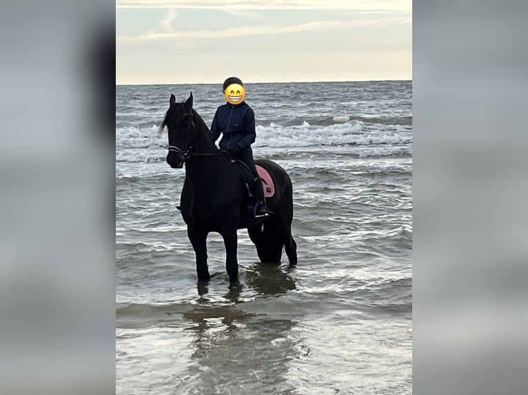 Friesian horses Gelding 11 years 16,1 hh Black in CottbusCottbus
