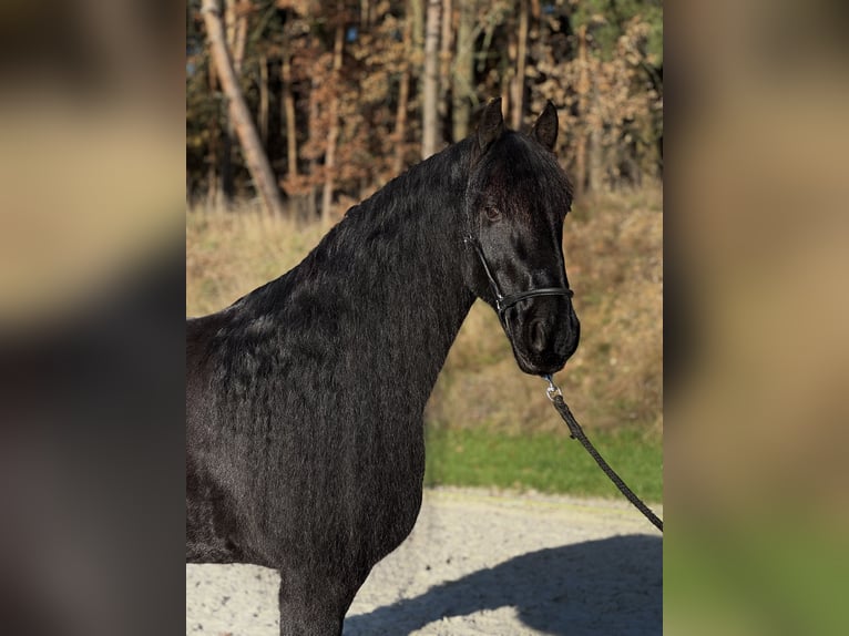 Friesian horses Gelding 11 years 16,1 hh Black in Zahna-Elster