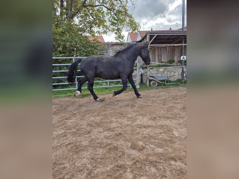 Friesian horses Mix Gelding 11 years 16,2 hh Black in Ha&#xDF;furt
