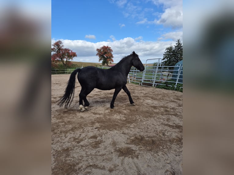 Friesian horses Mix Gelding 11 years 16,2 hh Black in Ha&#xDF;furt