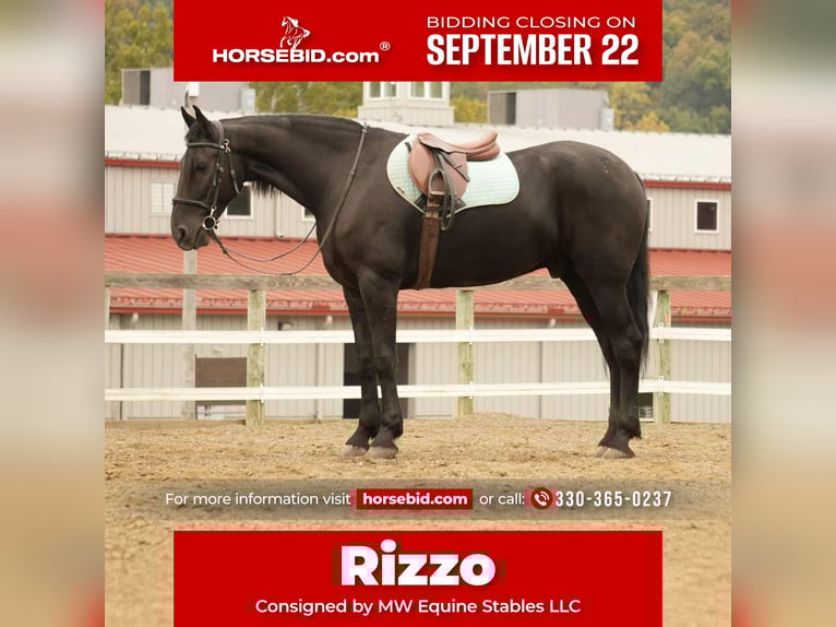 Friesian horses Mix Gelding 11 years 16,3 hh Black in Fresno