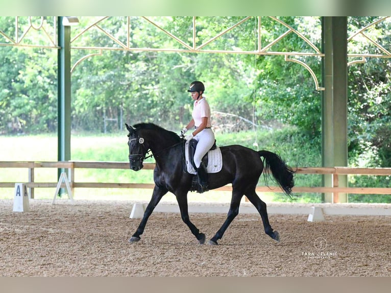 Friesian horses Mix Gelding 11 years 16,3 hh Black in Fresno