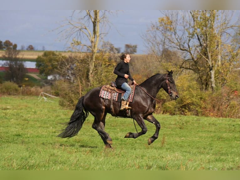 Friesian horses Mix Gelding 11 years 16,3 hh Black in Fresno