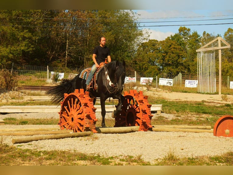 Friesian horses Mix Gelding 11 years 16,3 hh Black in Fresno