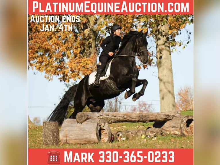 Friesian horses Gelding 11 years 16,3 hh Black in Fresno