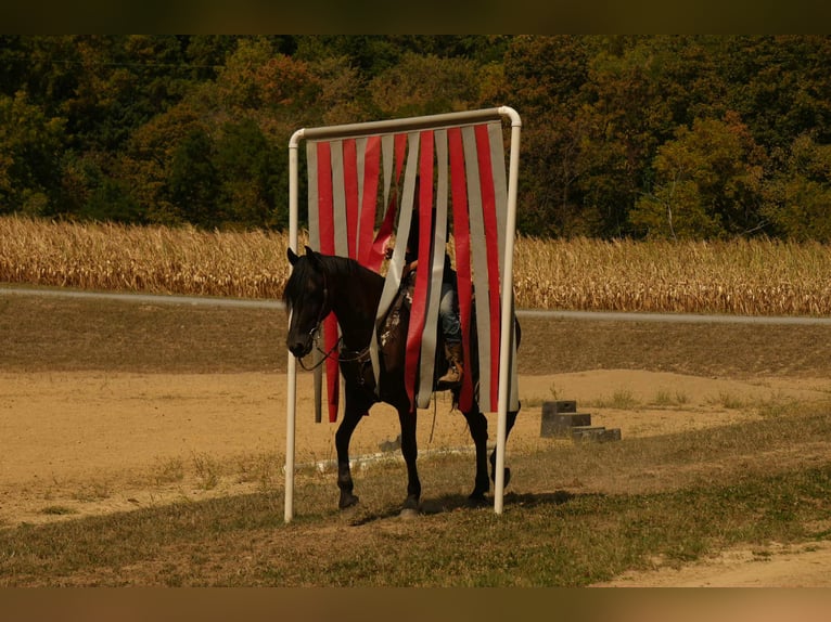 Friesian horses Gelding 11 years 16,3 hh Black in fresno OH