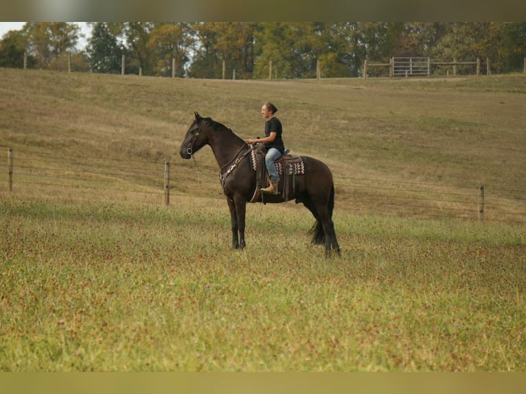 Friesian horses Gelding 11 years 16,3 hh Black in fresno OH