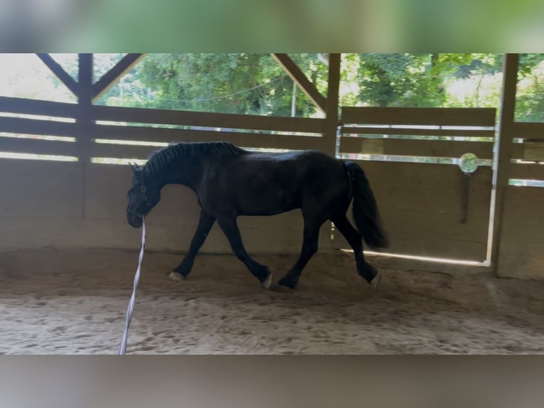 Friesian horses Mix Gelding 11 years 17 hh Black in Reisenberg