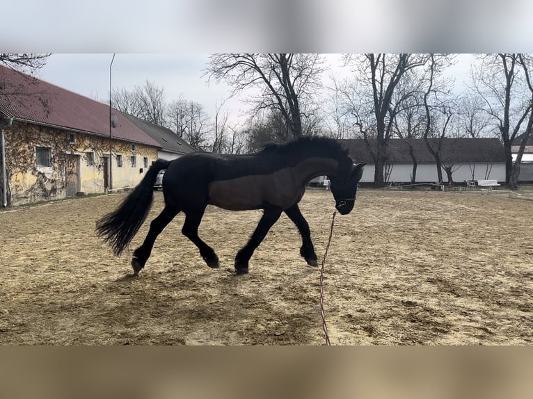 Friesian horses Mix Gelding 11 years 17 hh Black in Reisenberg