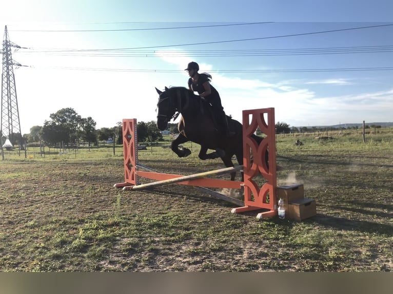 Friesian horses Mix Gelding 11 years 17 hh Black in Reisenberg