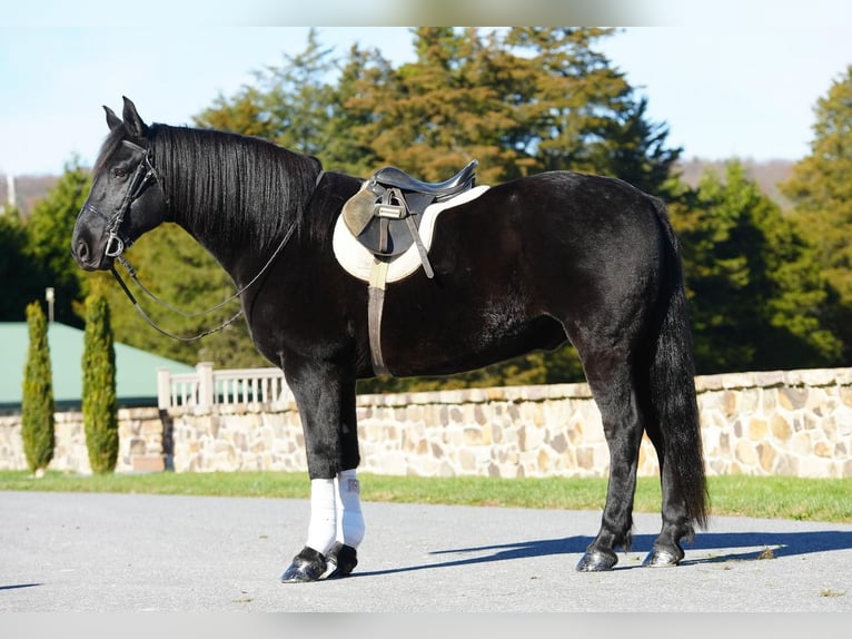 Friesian horses Mix Gelding 11 years Black in Millerstown, PA
