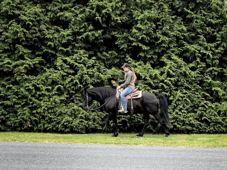 Friesian horses Mix Gelding 11 years Black in Millerstown, PA