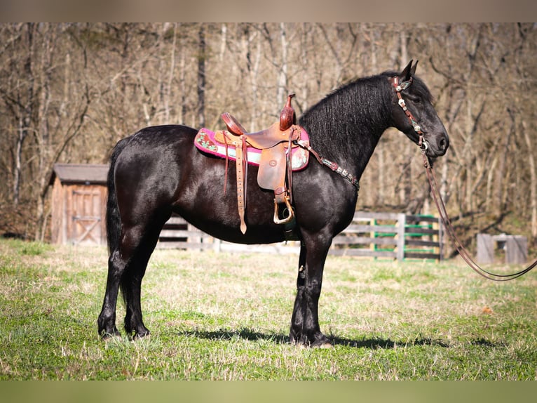 Friesian horses Gelding 11 years Black in Flemingsburg KY