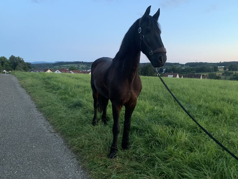 Friesian horses Gelding 11 years in Hochdorf