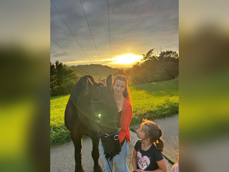 Friesian horses Gelding 11 years in Hochdorf