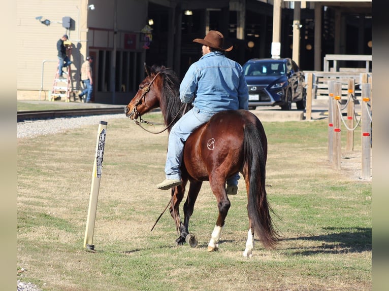 Friesian horses Mix Gelding 12 years 14.2 hh Bay in Stephenville