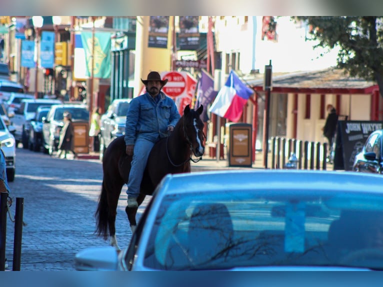 Friesian horses Mix Gelding 12 years 14.2 hh Bay in Stephenville