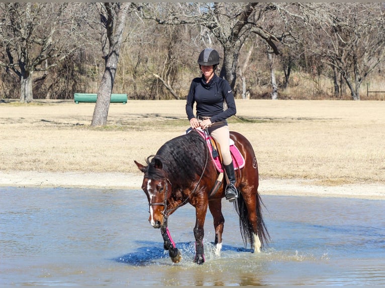 Friesian horses Mix Gelding 12 years 14.2 hh Bay in Stephenville