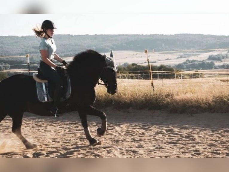 Friesian horses Mix Gelding 12 years 14,2 hh Black in Schöffengrund