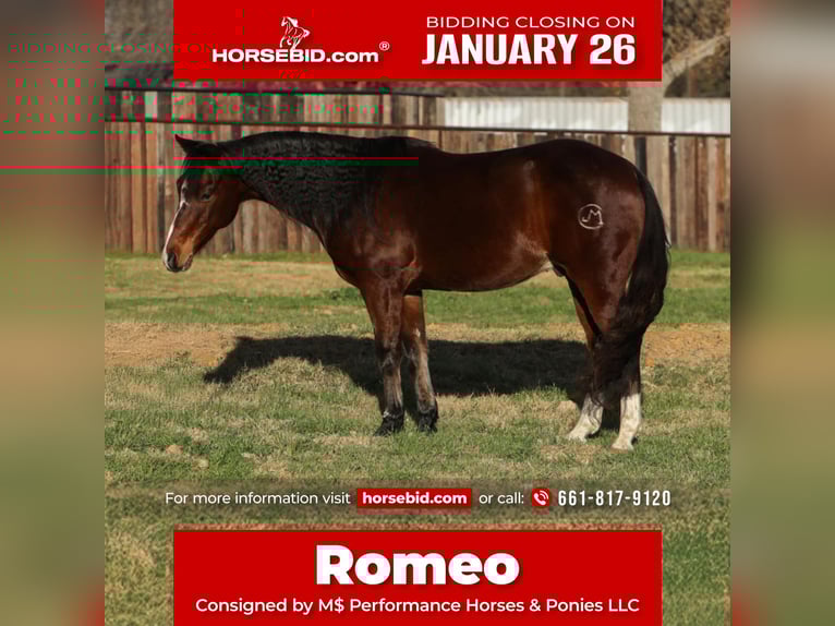 Friesian horses Mix Gelding 12 years 14,2 hh Bay in Stephenville