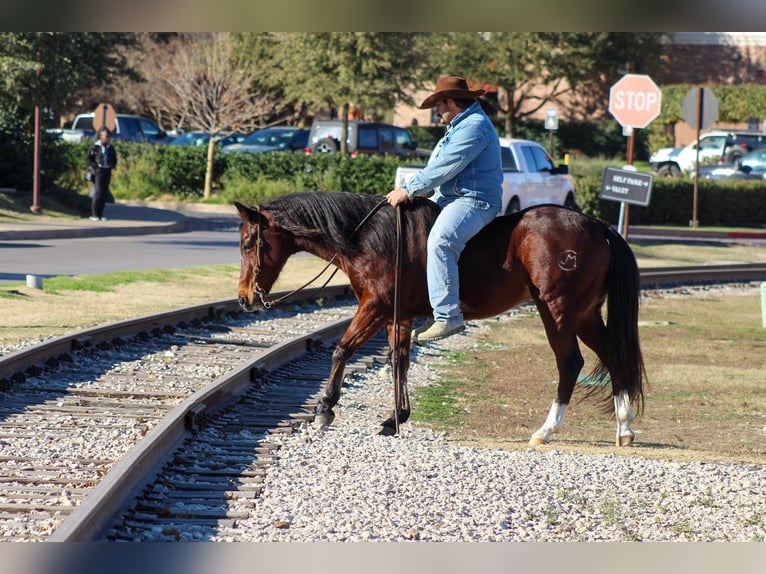 Friesian horses Mix Gelding 12 years 14,2 hh Bay in Stephenville