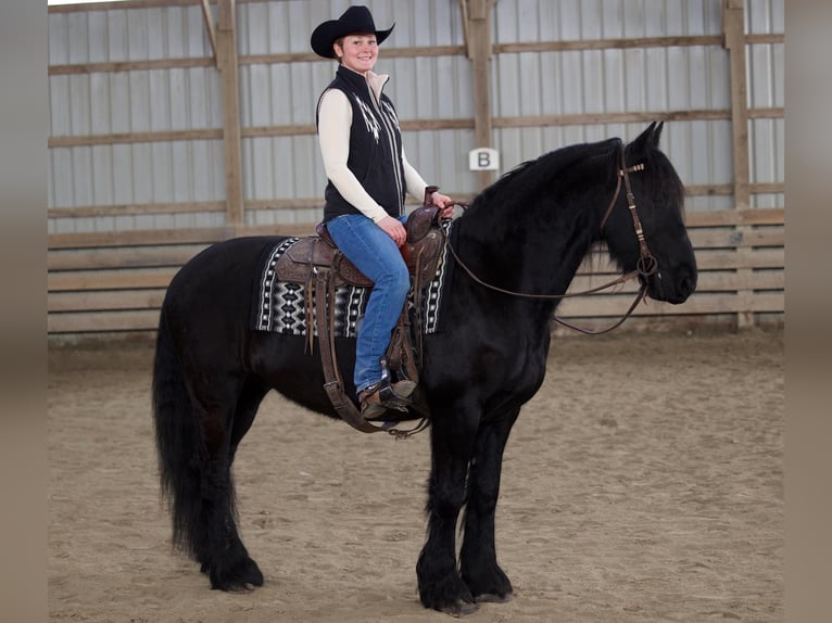 Friesian horses Gelding 12 years 15,2 hh Black in Rochester MA