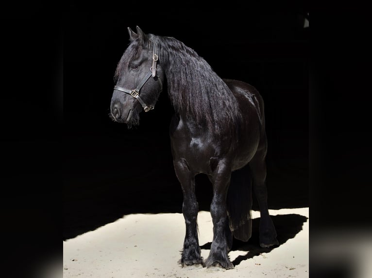 Friesian horses Gelding 12 years 15,2 hh Black in Rochester MA