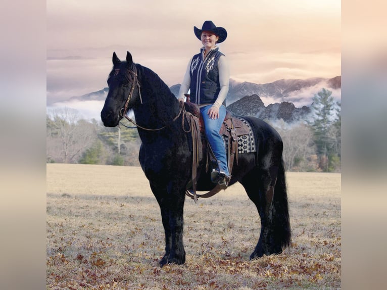 Friesian horses Gelding 12 years 15,2 hh Black in Rochester MA