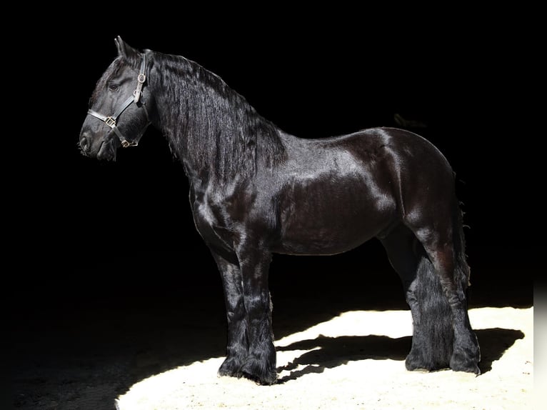 Friesian horses Gelding 12 years 15,2 hh Black in Rochester MA