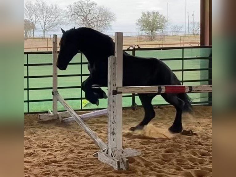 Friesian horses Gelding 12 years 15,2 hh Black in Rochester MA