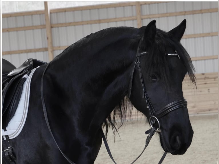 Friesian horses Gelding 12 years 15,2 hh Black in Rochester MA