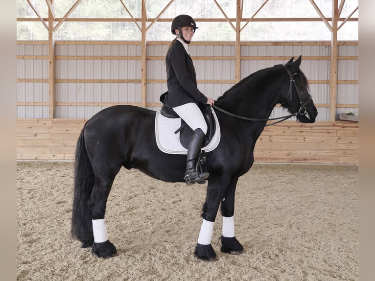 Friesian horses Gelding 12 years 15,2 hh Black in Rochester MA