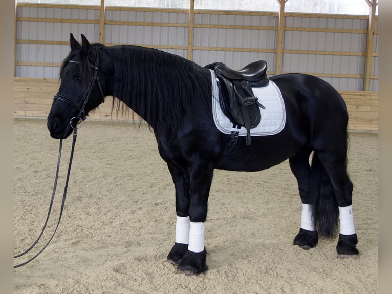 Friesian horses Gelding 12 years 15,2 hh Black in Rochester MA