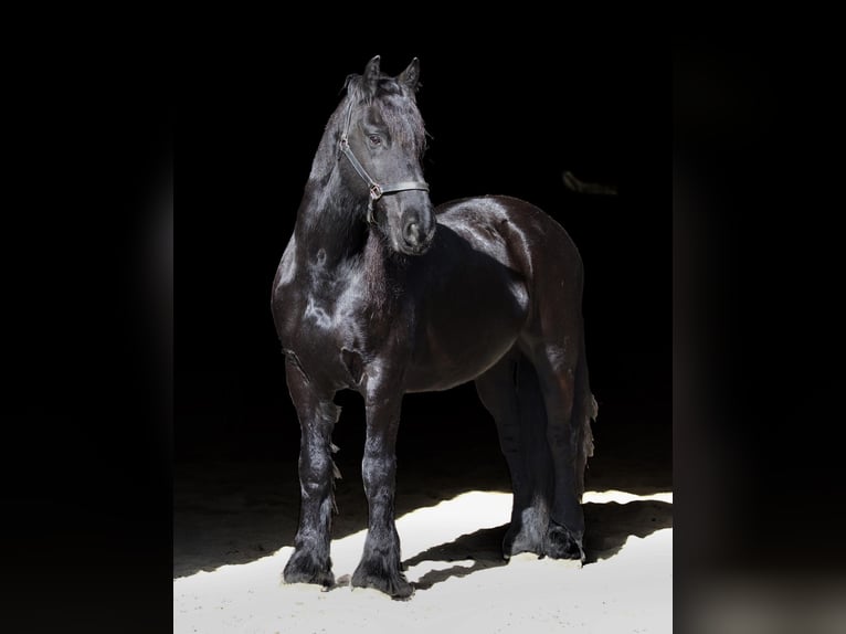 Friesian horses Gelding 12 years 15,2 hh Black in Rochester MA