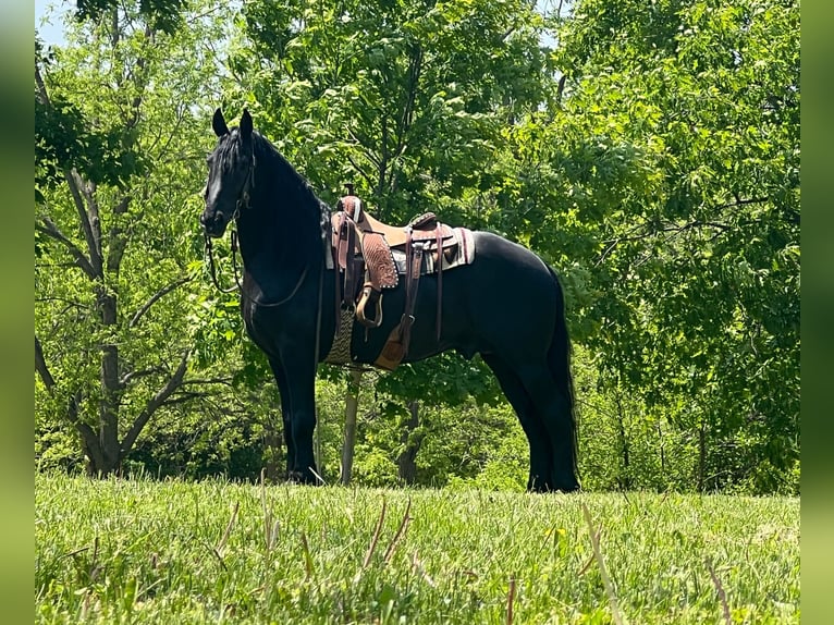 Friesian horses Gelding 12 years 15,3 hh Black in Zearing IA