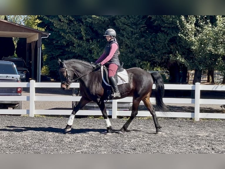 Friesian horses Mix Gelding 12 years 15 hh Bay in Ridgefield, WA