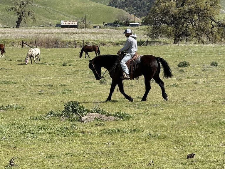 Friesian horses Gelding 12 years 15 hh Black in Paicines CA