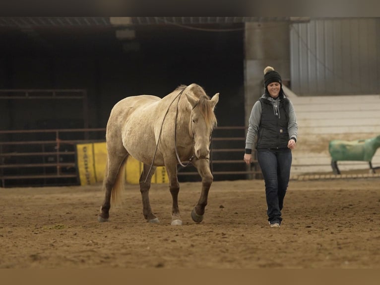 Friesian horses Mix Gelding 12 years 15 hh Champagne in Nevis