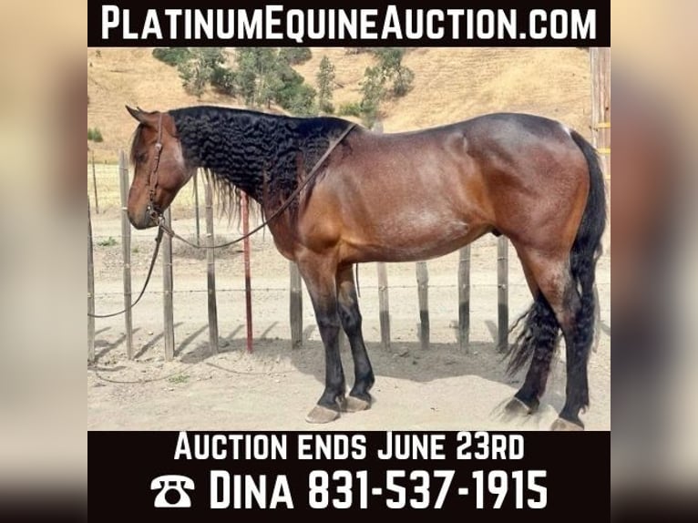 Friesian horses Gelding 12 years 15 hh Roan-Bay in Paicines CA