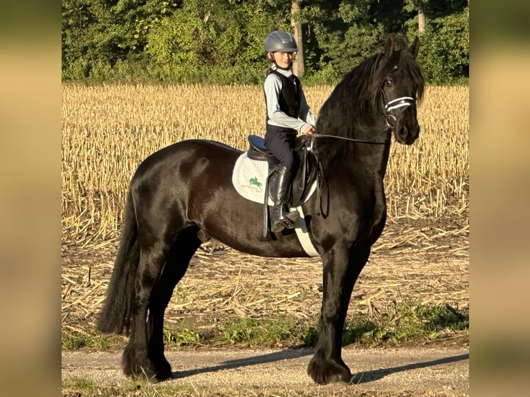 Friesian horses Gelding 12 years 15,2 hh Black in Riedlingen