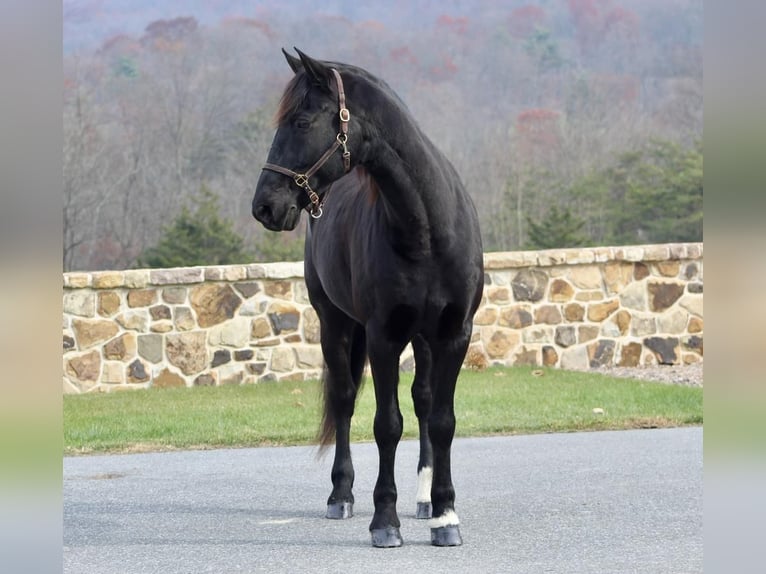 Friesian horses Mix Gelding 12 years 16,1 hh Black in Millerstown, PA