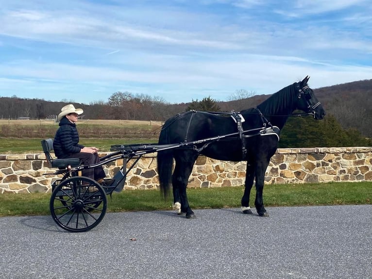 Friesian horses Mix Gelding 12 years 16,1 hh Black in Millerstown, PA