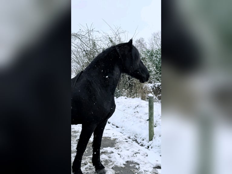 Friesian horses Gelding 12 years 16.1 hh Black in Dormagen