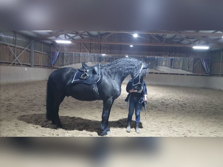 Friesian horses Gelding 12 years 16,3 hh Black in Slovenia