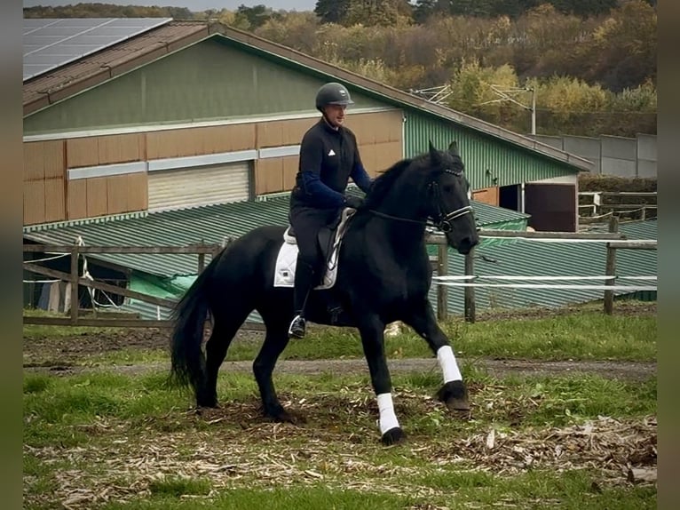 Friesian horses Gelding 12 years 16 hh Black in Neustadt (Wied)